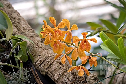 ORCHID