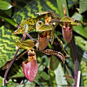 PAPHIOPEDILUM,  ORCHIDS