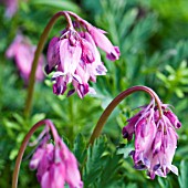 DICENTRA STUART BOOTHMAN