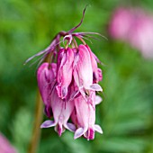 DICENTRA STUART BOOTHMAN