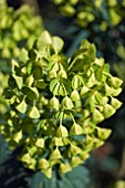 EUPHORBIA