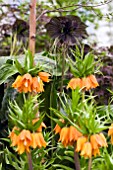 FRITILLARIA WITH TACCA CHANTRIERI