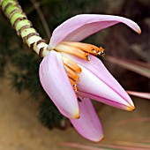 MUSA ORNATA,  ORNAMENTAL BANANA