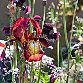 BEARDED IRIS AND CIRSIUM RIVULARE ATROPUPUREUM IN ASSOCIATION