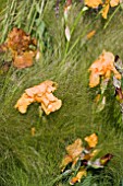 BEARDED IRIS IN ASSOCIATION WITH STIPA