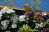 CLIMBING ROSES ON WALL OF HOUSE,  IN ASSOCIATION