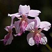 PINK ORCHIDS