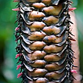 HELICONIA MARIAE,  BEEFSTEAK HELICONIA