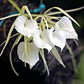 BRASSAVOLA NODOSA VAR. GRANDIFLORA