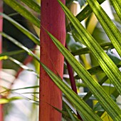 CYRTOSTACHYS LAKKA,  SEALING WAX PALM