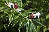 COSTUS SPECIOSUS,  SPIRAL GINGER