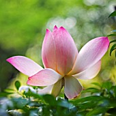 NELUMBO NUCIFERA