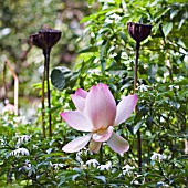 NELUMBO NUCIFERA