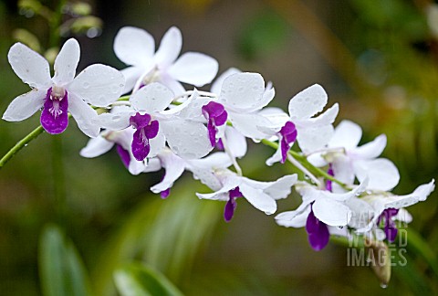 DENDROBIUM_BURANA_CHARMING__ORCHID