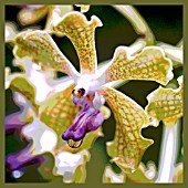 ORCHID AFTER THE RAIN,  POSTERISED