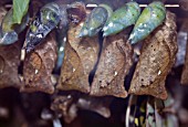 THE EMERGING CAGE AT STRATFORD BUTTERFLY FARM,  WITH PUPAE GLUED TO FRAME FOR EMERGING