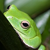 CHINESE GLIDING FROG,  POLYPEDATES DENNYSII