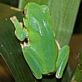 POLYPEDATES DENNYSII,  CHINESE GLIDING FROG