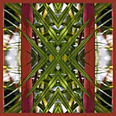 CYRTOSTACHYS LAKKA,  SEALING WAX PALM,  POSTERISED,  KALEIDOSCOPIC PATTERN