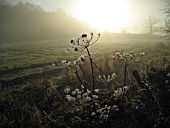 WILDFLOWERS ON HEDGEROW WITH FROST ON SPIDERS WEBS ON MISTY MORNING