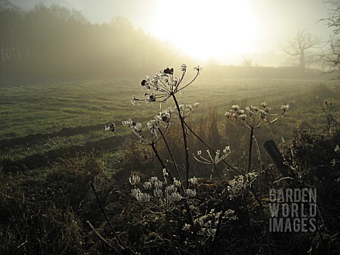 WILDFLOWERS_ON_HEDGEROW_WITH_FROST_ON_SPIDERS_WEBS_ON_MISTY_MORNING
