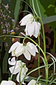 FRITILLARIA MELEAGRIS POSTERISED