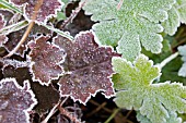 HEUCHERA PALACE PURPLE AND GERANIUM MACRORRHIZUM LEAVES IN FROST