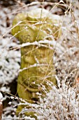 GRASSES WITH SNOW