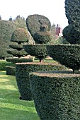 TOPIARY AT FELLEY PRIORY,  NOTTINGHAM