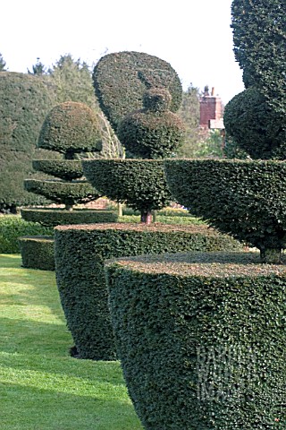 TOPIARY_AT_FELLEY_PRIORY__NOTTINGHAM