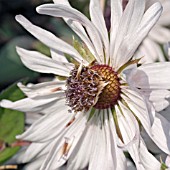 BERKHEYA PURPUREA