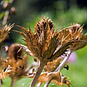 ERYNGIUM OLIVERIANUM,   BACKLIT