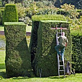 HEDGING CLIPPING AT RENISHAW HALL,  DERBYSHIRE