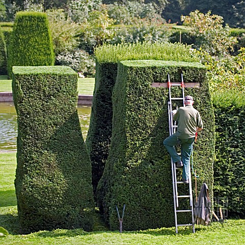 HEDGING_CLIPPING_AT_RENISHAW_HALL__DERBYSHIRE
