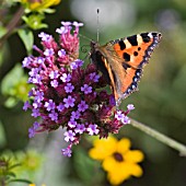 BUTTERFLY ON VERBENA BONARIENSIS