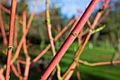 ACER X CONSPICUUM PHOENIX