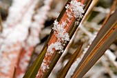 PHORMIUM TENAX SUNDOWNER IN SNOW