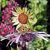 BERKHEYA PURPUREA