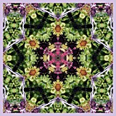 BERKHEYA PURPUREA,  IN KALEIDOSCOPIC PATTERN