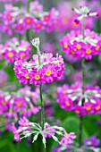 PRIMULA BEESIANA