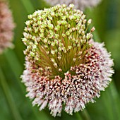 ALLIUM FORELOCK