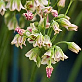 NECTAROSCORDUM SICULUM BULGARICUM