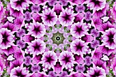 PETUNIAS IN KALEIDOSCOPIC PATTERN