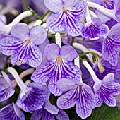 STREPTOCARPUS BETHAN