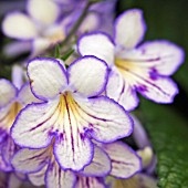 STREPTOCARPUS SEREN