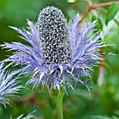 ERYNGIUM ALPINUM BLUE STAR