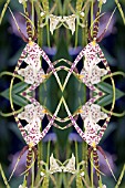 BRASSIA ARANIA VERDE IN KALEIDOSCOPIC PATTERN