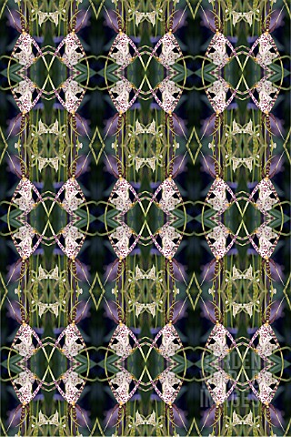 BRASSIA_ARANIA_VERDE_KALEIDOSCOPIC_PATTERN