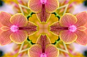 PHALAENOPSIS BROTHER SARA GOLD KALEIDOSCOPIC PATTERN