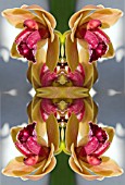 CYMBIDIUM IN KALEIDOSCOPIC PATTERN